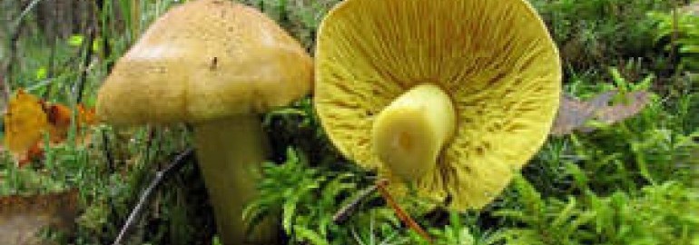 Виды рядовок: как отличить съедобные грибы от несъедобных | Грибной сайт